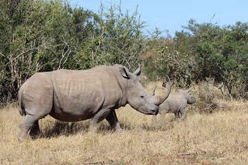 Obraz premium Breitmaulnashorn / Square-lipped Rhinoceros / Ceratotherium Simum