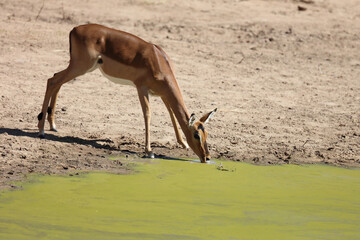 Schwarzfersenantilope / Impala / Aepyceros melampus