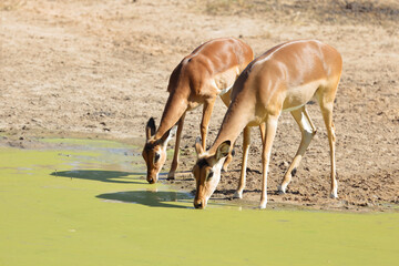 Schwarzfersenantilope / Impala / Aepyceros melampus