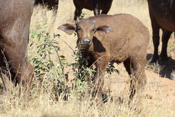 Kaffernbüffel / Buffalo / Syncerus caffer.
