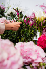 Cropped view of florist taking celosia near flower range with blurred hydrangeas on foreground