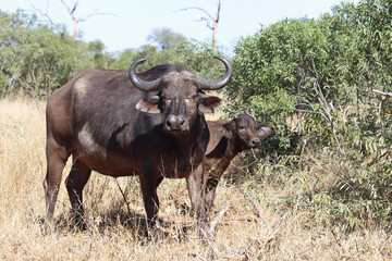 Kaffernbüffel / Buffalo / Syncerus caffer.