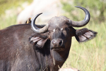 Kaffernbüffel und Gelbschnabel-Madenhacker / Buffalo and Yellow-billed oxpecker / Syncerus caffer...