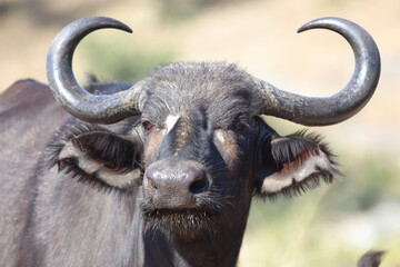 Kaffernbüffel / Buffalo / Syncerus caffer