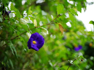 青い綺麗な花