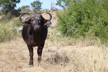 Kaffernbüffel / Buffalo / Syncerus caffer