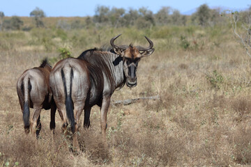 Streifengnu / Blue Wildebeest / Connochaetes taurinus..
