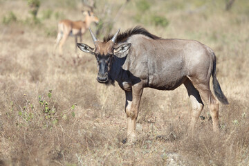 Fototapeta premium Streifengnu / Blue Wildebeest / Connochaetes taurinus..