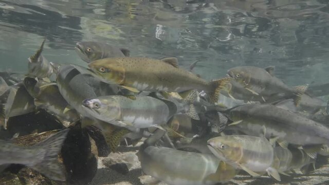 Pink Salmon holding in calmer water waiting for heavy rainfall to swim upstream to spawn. This clip was filmed in Campbell River, British Columbia