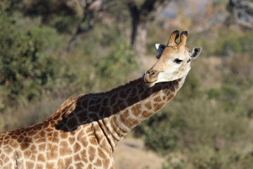 Giraffe / Giraffe / Giraffa Camelopardalis