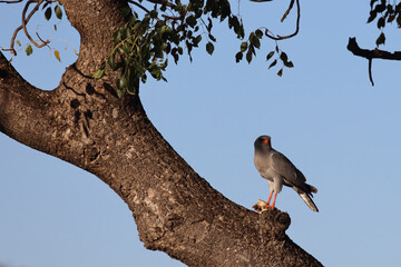 Graubürzel-Singhabicht oder Kleiner Singhabicht / Dark chanting goshawk / Melierax metabates