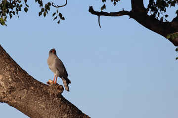 Graubürzel-Singhabicht oder Kleiner Singhabicht / Dark chanting goshawk / Melierax metabates