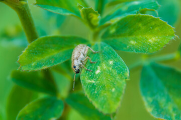 Insect