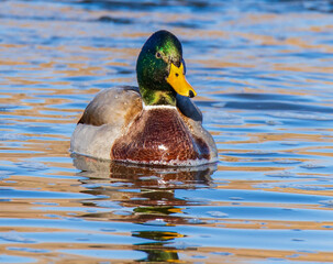 duck on the water