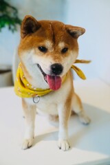 golden retriever puppy