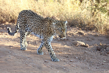 Leopard / Leopard / Panthera pardus.