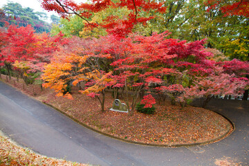 紅葉が美しく色づいた足利市の織姫公園