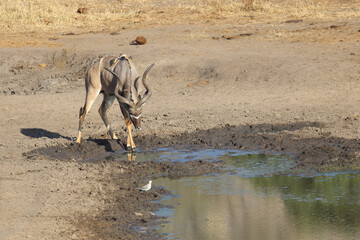 Großer Kudu und Rotschnabel-Madenhacker / Greater Kudu and Red-billed oxpecker / Tragelaphus...