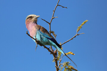 Gabelracke / Lilacbreasted Roller / Coracias caudata