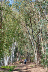 Woodland at the Alcoa Wellard wetlands in Perth