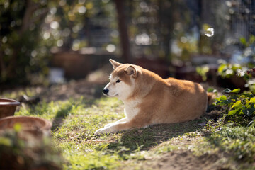 庭でくつろぐ柴犬