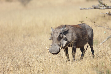 Warzenschwein / Warthog / Phacochoerus africanus
