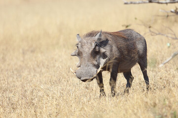 Warzenschwein / Warthog / Phacochoerus africanus
