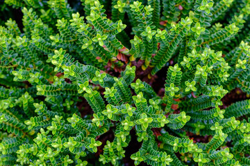 A top down view of a green plant