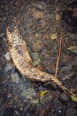 A salmon skeleton sits along a river bed after depositing its eggs during a salmon run