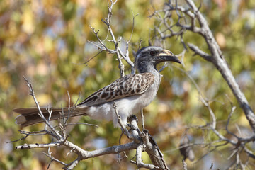 Grautoko / African grey hornbill / Tockus nasutus