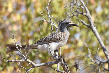 Grautoko / African grey hornbill / Tockus nasutus