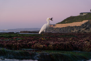 White heron eating fish at sunset