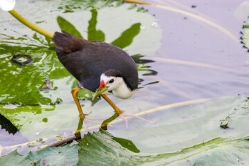 A white-breasted waterhen (Amaurornis phoenicurus) is walking on the lotus leaves in  
Hampstead...