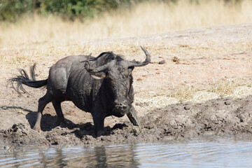 Obraz premium Streifengnu / Blue wildebeest / Connochaetes taurinus