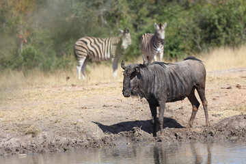 Streifengnu und Steppenzebra / Blue wildebeest and Burchell's zebra/ Connochaetes taurinus et Equus...