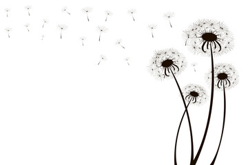 Sketch dandelions. Nature illustration. White background. Black and white illustration of flowers. Stock image. EPS 10.