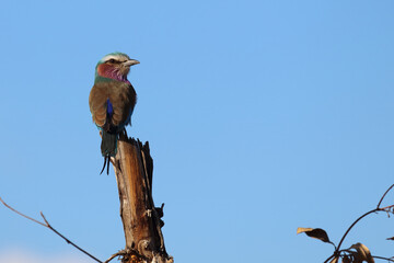 Gabelracke / Lilacbreasted Roller / Coracias caudata
