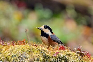 好物の種をくわえて苔の上でポーズするヤマガラ