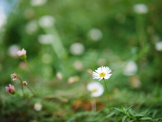 幻想的な白い花