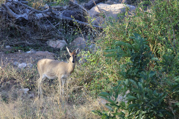 Kronenducker / Common duiker / Sylvicapra grimmia