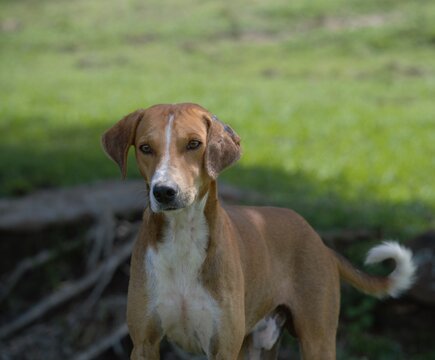 Perro Gocho