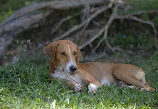 Perro gocho