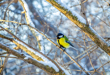 Obraz premium Parus bird on a tree branch in winter.
