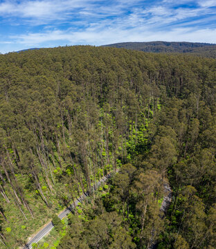 Aerial views of a road running through a typical temperate rainforest in Victoria Australia
