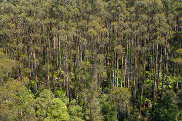 Close up aerial views of eucalyptus trees in a temperate rainforest in Victoria Australia