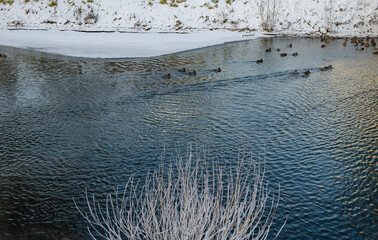Ducks in the lake in winter .