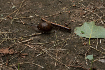 snail trail