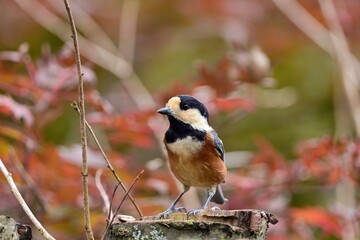 紅葉バックにお立ち台でポーズするヤマガラ