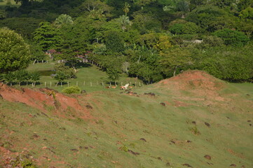 Tierras ganaderas tolima