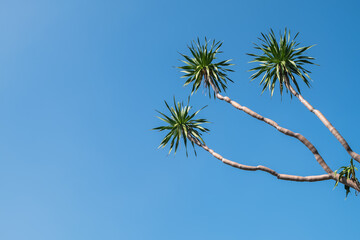 Dracaena tree (Dracaena loureiri Gagnep) against clear blue sky without clouds on a sunny day background.	